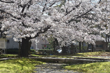 中庭の桜が今年も美しい花を咲かせました。