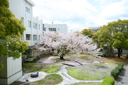 中庭の「桜」です。平成元年の卒業記念として植樹しました。